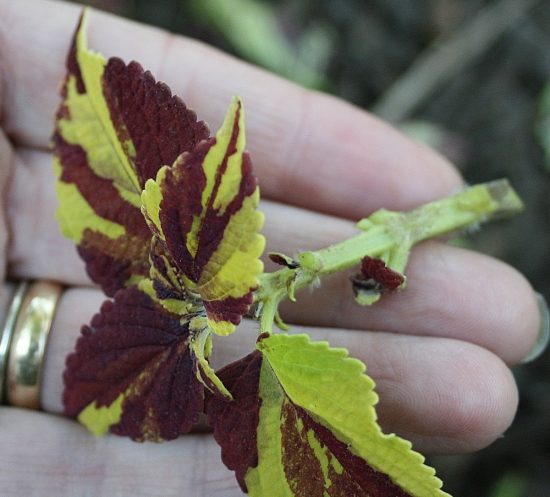 Top Plants for Cuttings in the Fall
