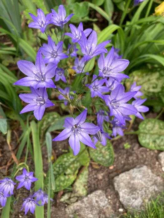 amazing Blooms Resembling Stars