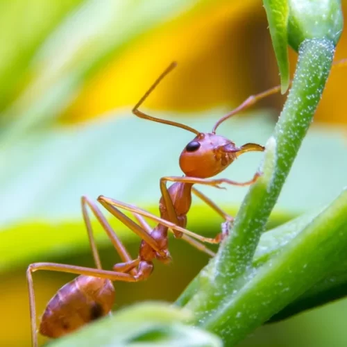 Dreams Based on Ant Color and Type