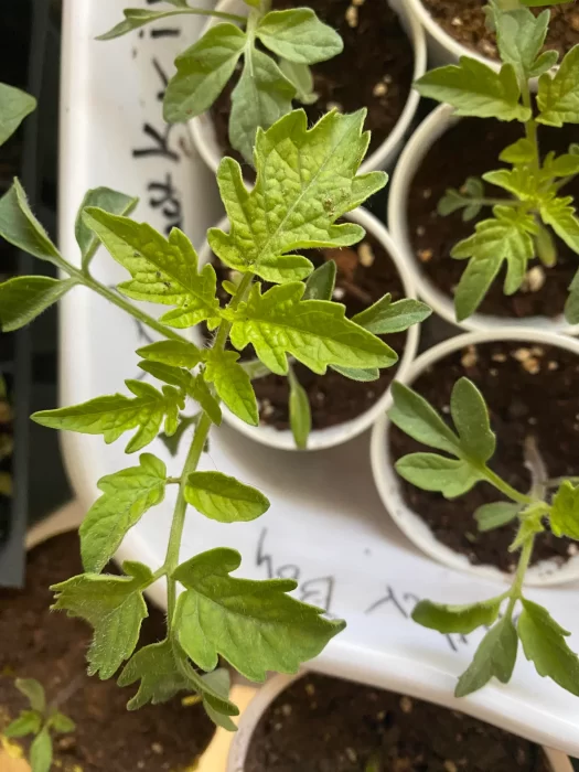 Iron Deficiency in Plants 3