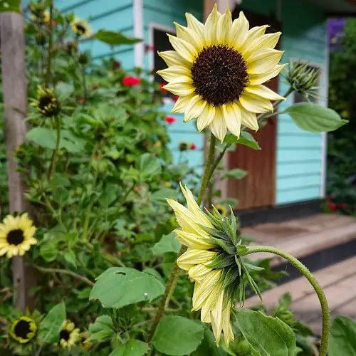 Best Sunflower Colors - Black and White