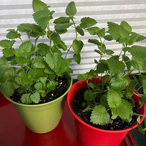 amazing Scented Mint Types for Herb Gardens