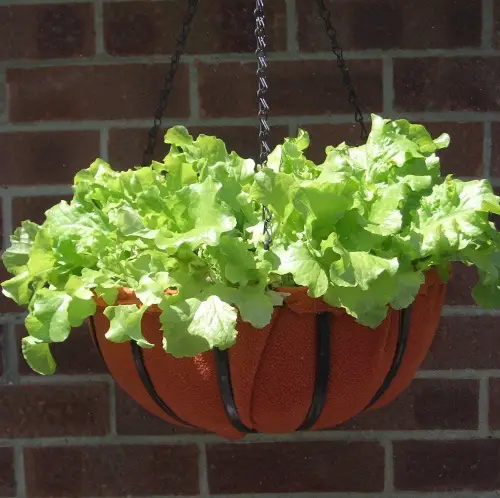 Edible Flowers that Can Be Used for Garnishes and in Salads