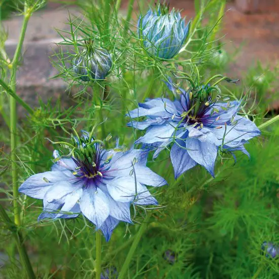 Love in a Mist Flower Meaning and Symbolism