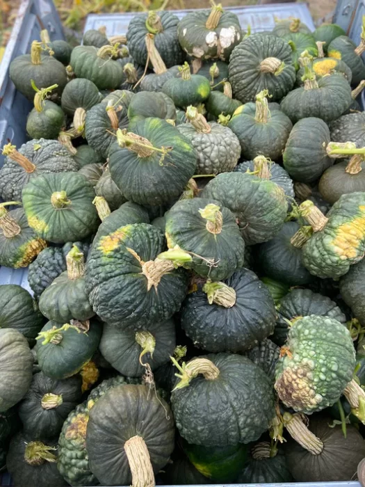 Green pumpkin varieties