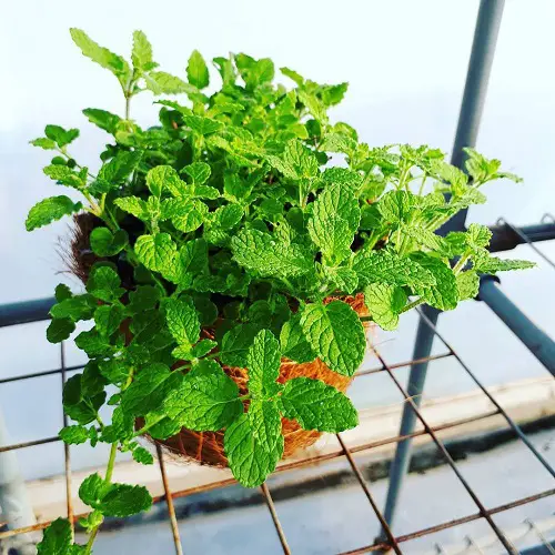 Edible Plants for Hanging Baskets 3