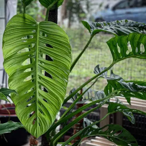 The Best Monstera Varieties to Grow in Water
