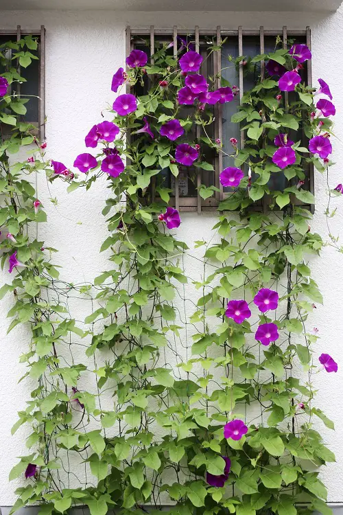 beautiful Nurturing and Supportive Vines