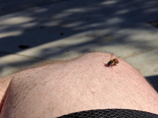 What Does it Mean When a Bee Lands on You