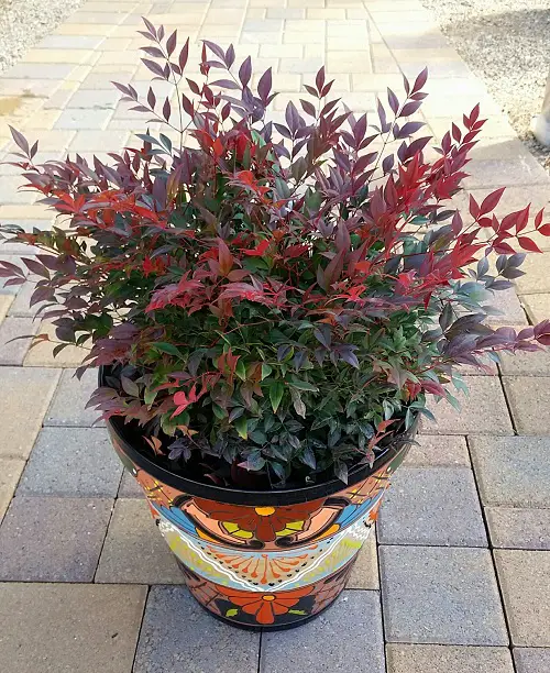 Gulf Stream Nandina Care