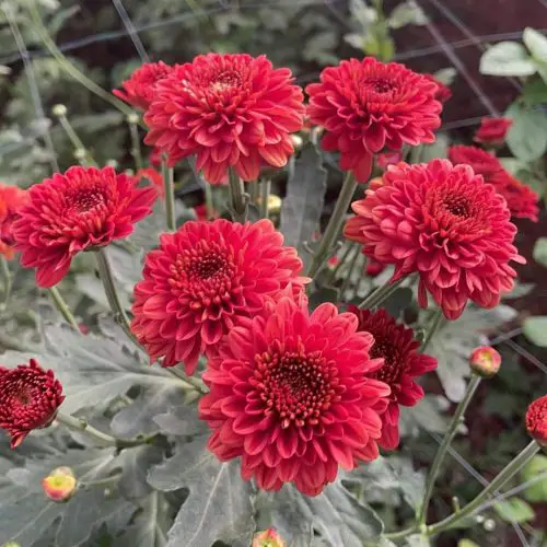 Chrysanthemum Flower Information 