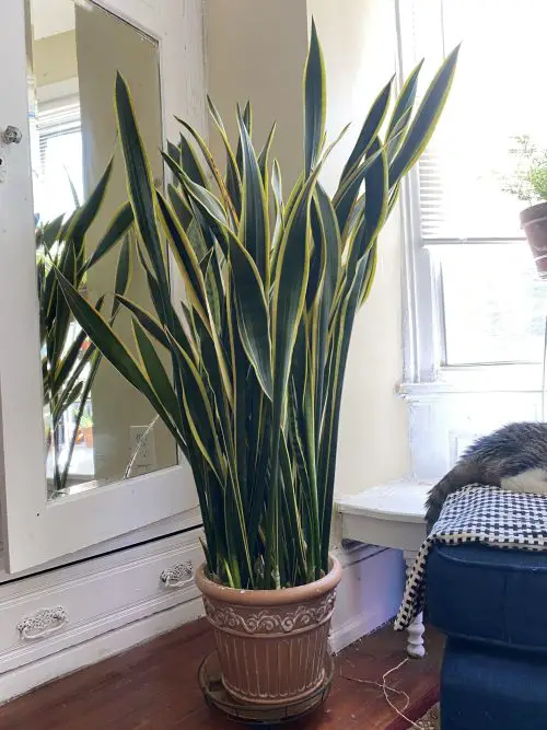 Do Not Go for Large Pots a Snake Plant Fuller and Bushier 