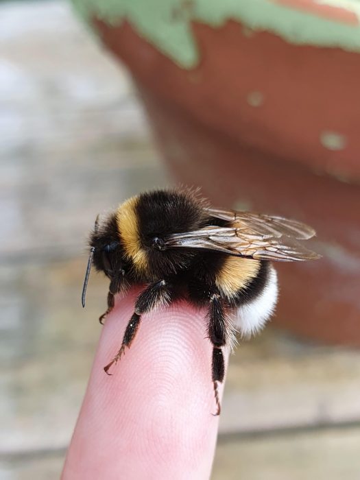 What Does It Mean When a Bee Lands on Your Hand or Finger