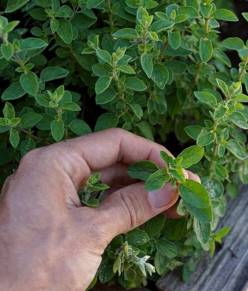The Magical Properties of Oregano Helps you to Heal from a Bitter Past