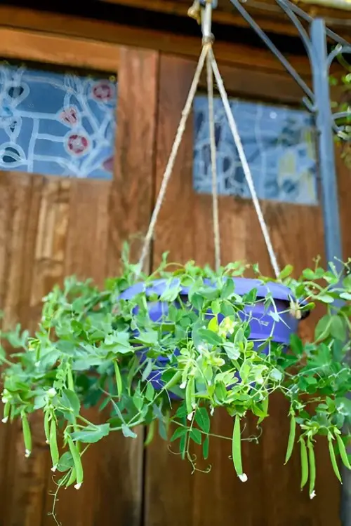 Edible pea Plants for Hanging Baskets 22