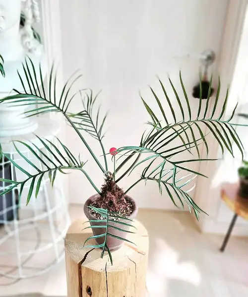 Philodendron Tortum 2