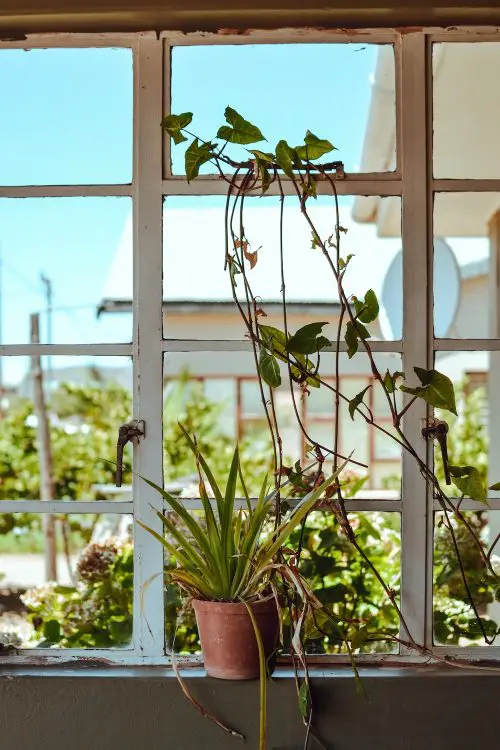 Select Trailing Plants Grow More Plants on a Windowsill 0