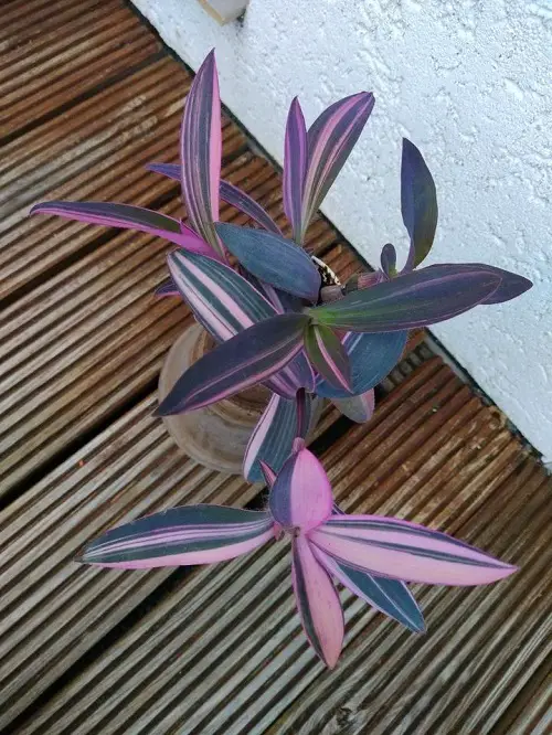 Must Have Moses in the Cradle Varieties 2