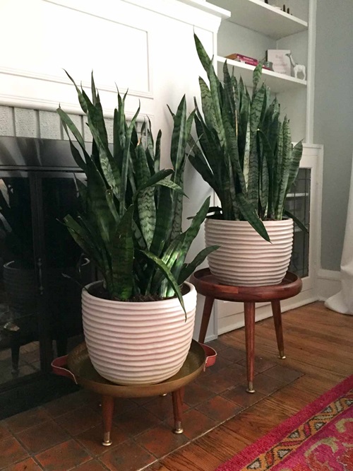 diy Mid-Century Style Snake Plant Stand