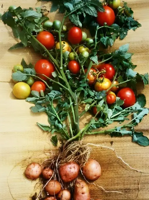 Anticipate Unexpected Fruits Man-Mad for garden