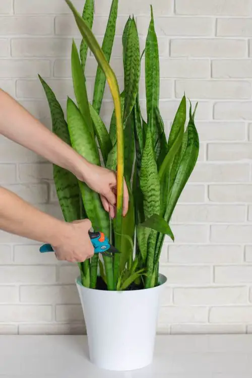 Make a Snake Plant Fuller and Bushier Pruning When Needed: The Cut Magic