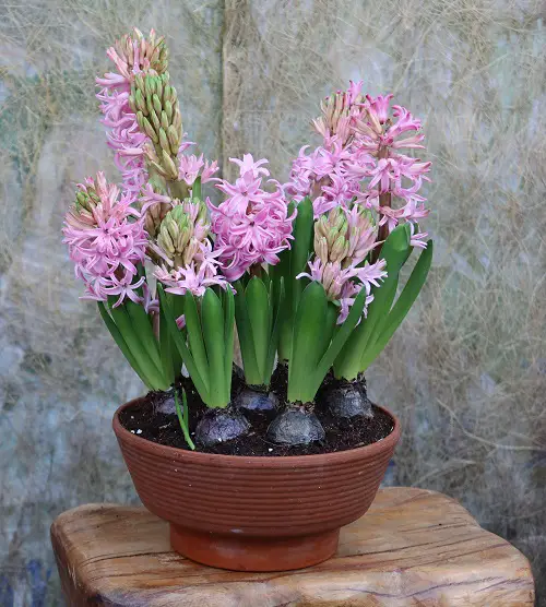top Best Christmas Flower Bulbs