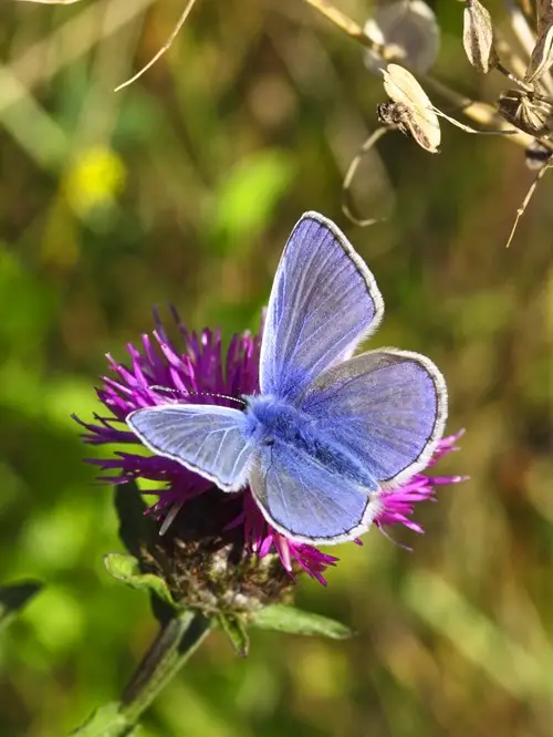 Purple Butterfly Meaning and Types 1