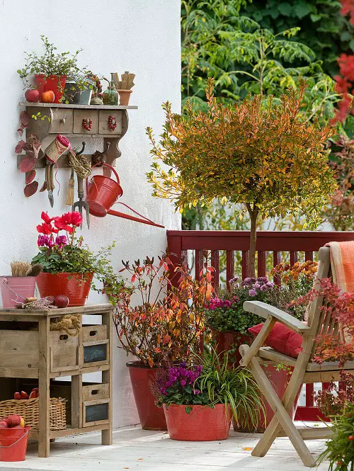 Best Tall Plants for Balcony Privacy