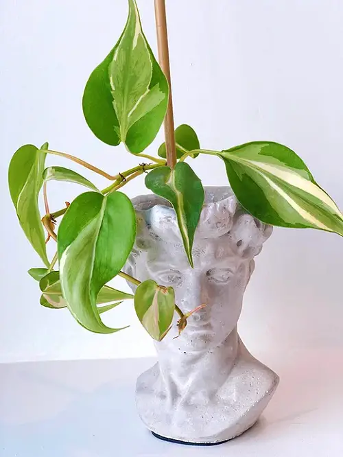 lovely Heart Leaf Philodendron Varieties