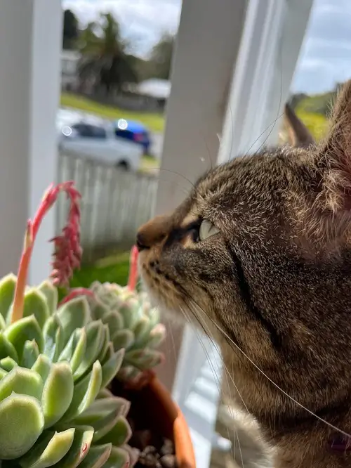 Why Are These Succulents Safe