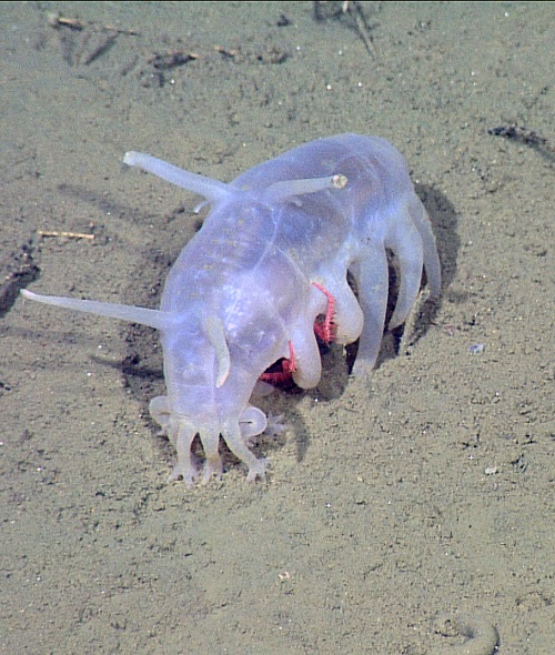 Most Repulsive Fish in the World