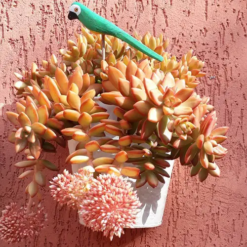 Orange Succulents hanging