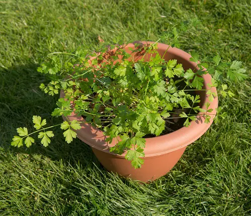 Different Types of Parsley Varieties