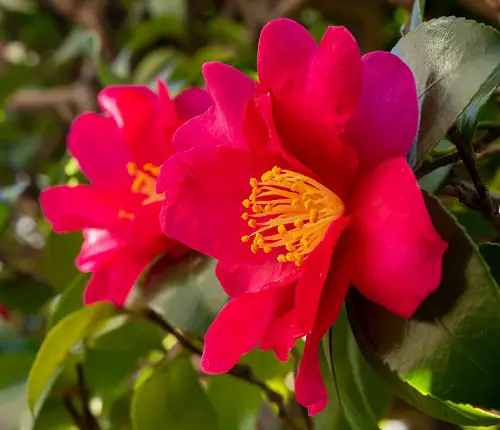 lovely Beautiful Red Flowers With Yellow Center