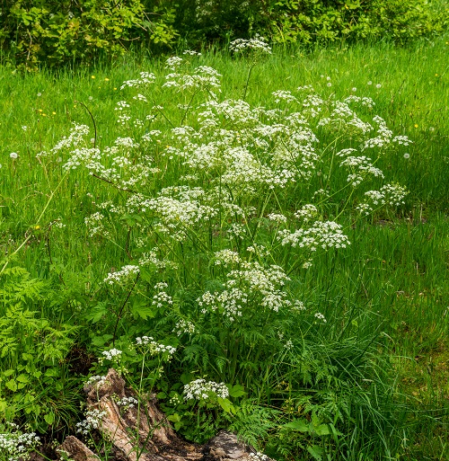 Polish Flowers for the Garden 