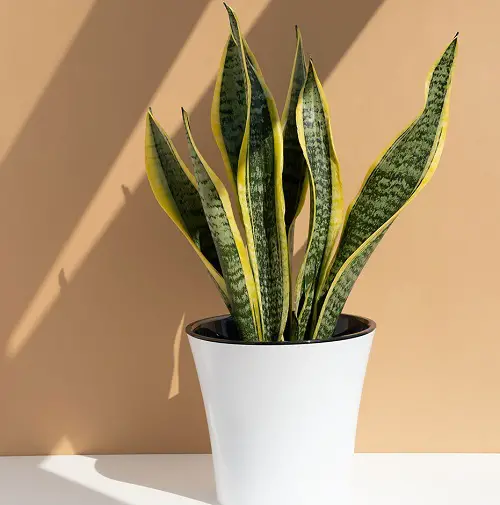 Succulents that Make You Lucky | Sempervivum 
