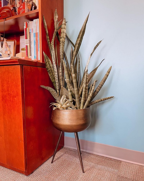 Snake Plant Vintage Metal Planter with Legs