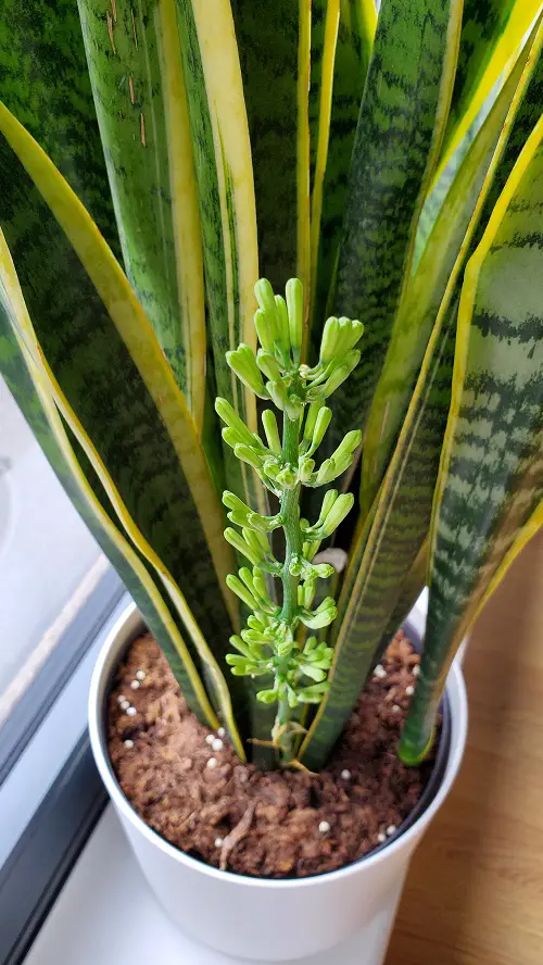 Snake Plant Flower Meaning in Different Contexts