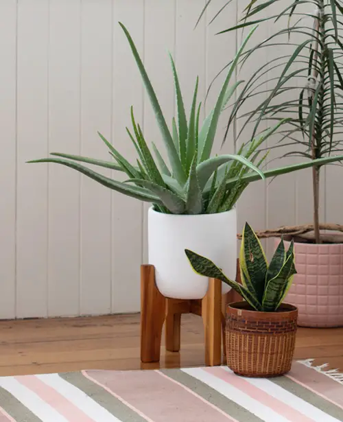 Differences Between Aloe Vera and Snake Plant