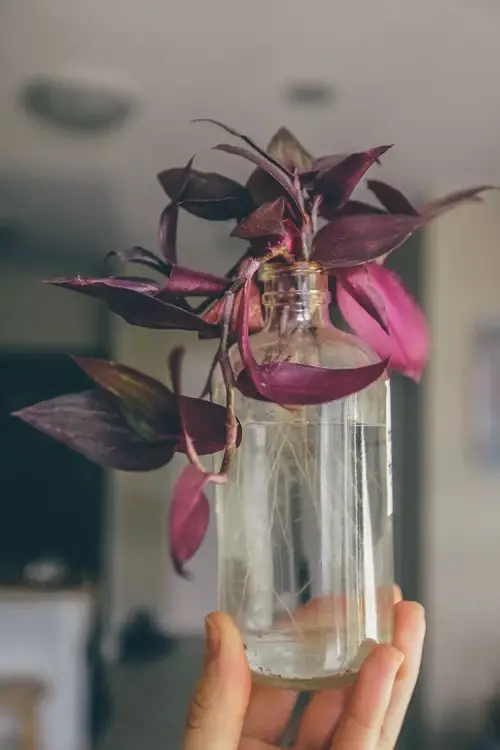 Pink Wandering Dude Indoor water bottle