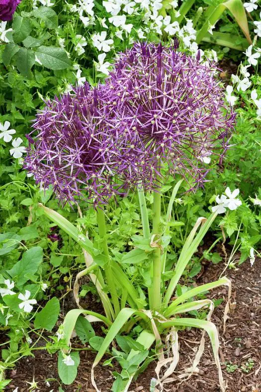 Blooms Resembling Stars
