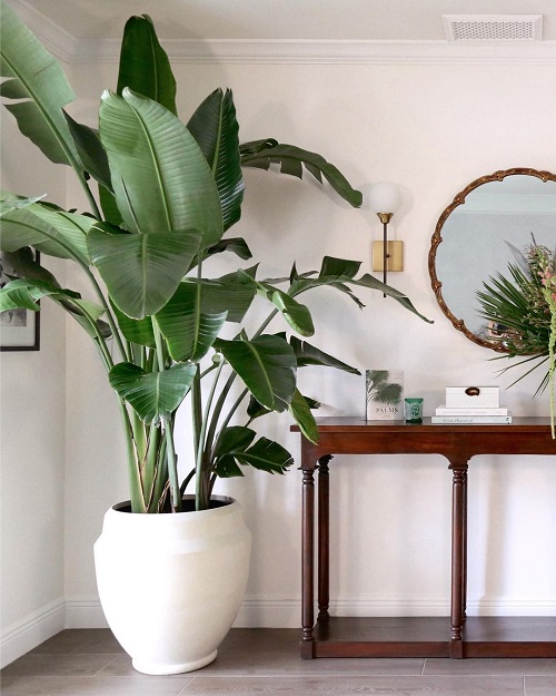 Indoor Palms with Large Leaves and Blossoms