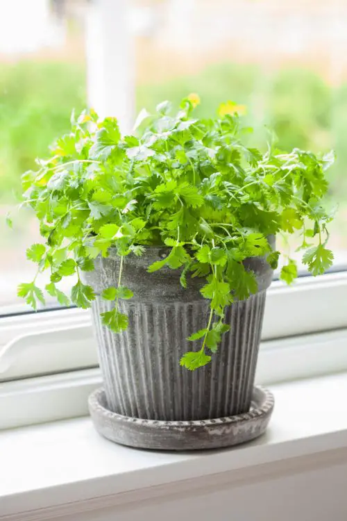 best Herbs with Shallow Roots for Small Pots