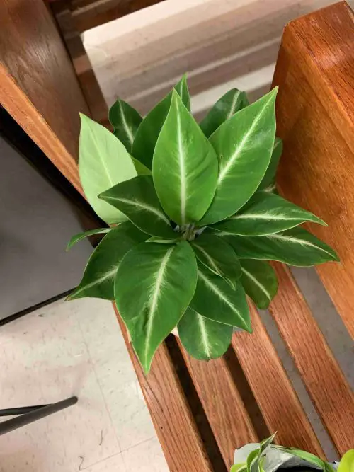 Stunning Variegated Peace Lily Varieties 4