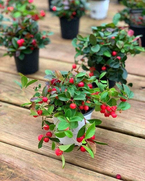 Blooming Flowers for Late Autumn and Winter in garden