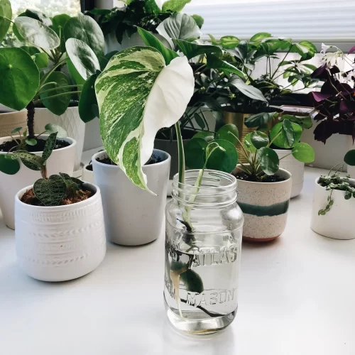 Types of Monstera to Grow in Water