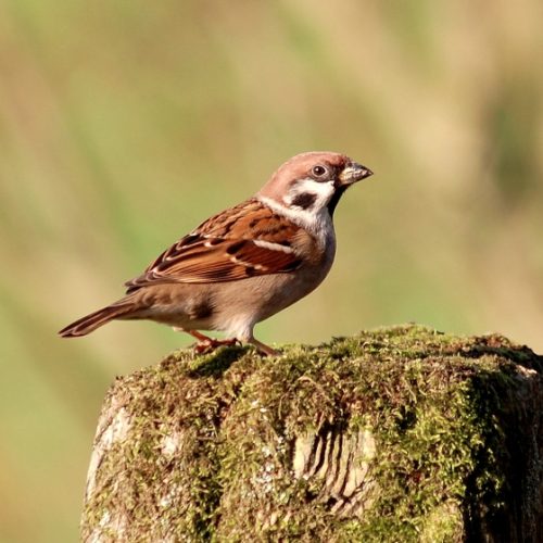 Mean When a Sparrow Visits You
