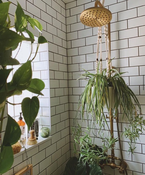 Spider Plant Wall Decor Ideas Shower Spider Plant