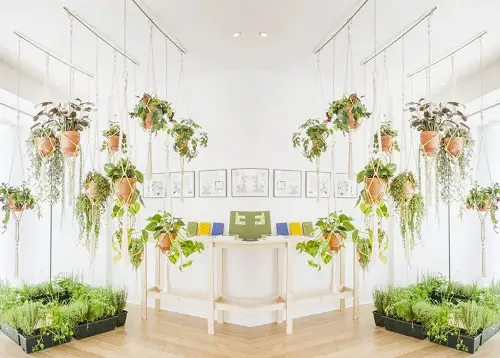 Hang Houseplants in different ways 6