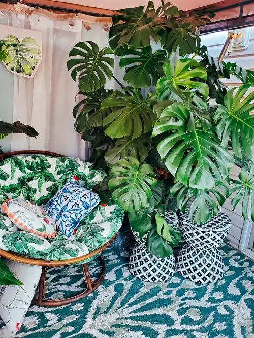Monstera for Room Partition Using Monstera for a Private Sitting